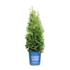 Private Jet™ Arborvitae (Thuja occidentalis Private Jet  'King of Brabant') - 3 gallon 18"