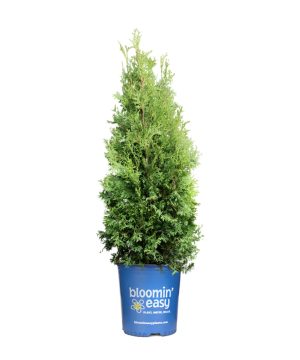 Private Jet™ Arborvitae (Thuja occidentalis Private Jet  'King of Brabant') - 3 gallon 18"