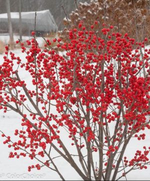 Proven Winners® Color Choice® Berry Poppins® Winterberry Holly (Ilex verticillata '‘Farrowbpop’') - QT