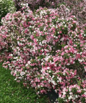 Proven Winners® Color Choice® Czechmark Trilogy® Weigela (Weigela FLORIDA 'VUKOZGemini') - QT