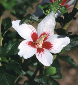 Proven Winners® Color Choice® Lil’ Kim® Rose Of Sharon (Hibiscus syriacus ‘Antong Two’) - 1 gallon