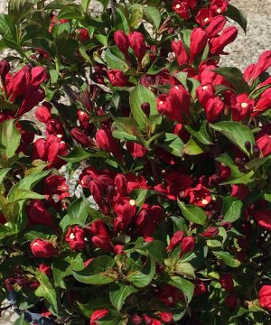 Proven Winners® Color Choice® Sonic Bloom® Red Reblooming Weigela (Weigela florida ‘Verweig 6’) - QT