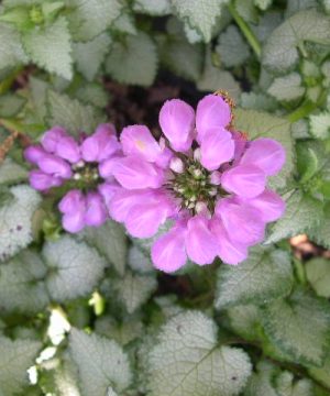 Purple Dragon Spotted Deadnettle (Lamium M 'Purple Dragon') - QT