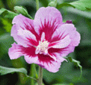 Purple Pillar® Rose of Sharon (Hibiscus syriacus 'Purple Pillar') - 1 gallon