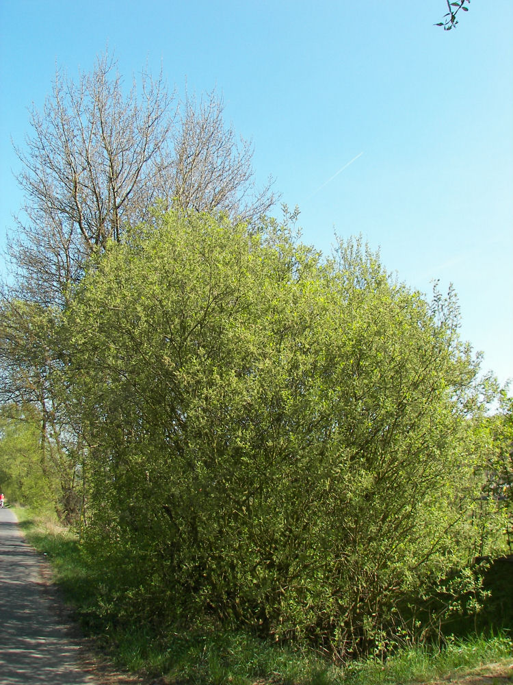 Pussy Willow (Salix caprea) - 1 gallon