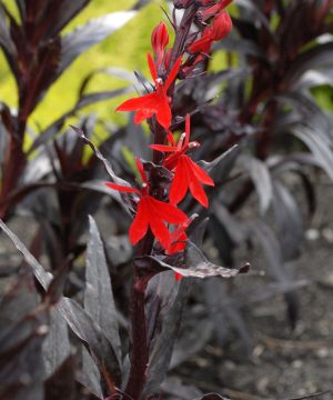 Queen Victoria Cardinal Flower (Lobelia x speciosa 'Queen Victoria') - QT