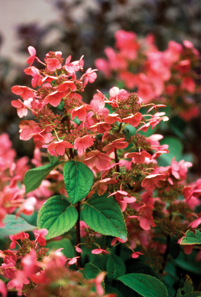 Quick Fire® Panicle Hydrangea (Hydrangea paniculata 'Bulk') - 3 gallon 12" HEAD