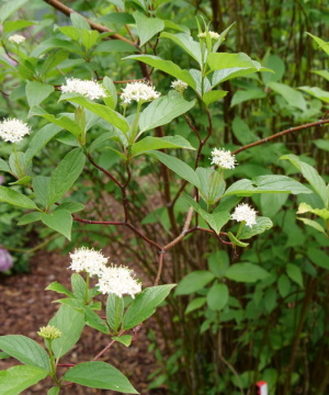 Red-Osier Dogwood (Cornus stolonifera 'Arctic Fire Red') - 3 gallon