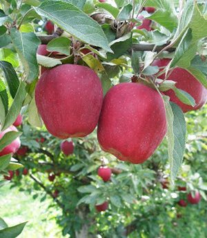 Red Delicious Apple (Malus 'Fruit Red Delicious') - 3 gallon 36" TREE