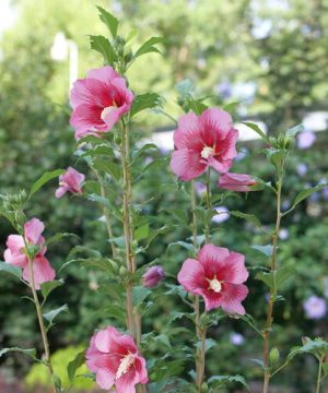 Red Pillar® Rose of Sharon (Hibiscus syriacus 'Red Pillar') - 1 gallon