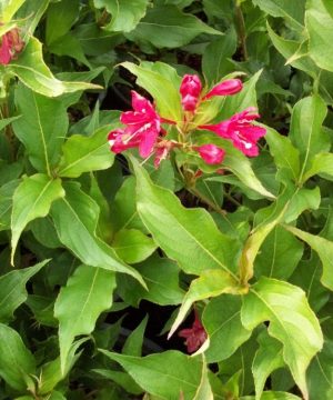 Red Prince Weigela (Weigela florida 'Red Prince') - 1 gallon