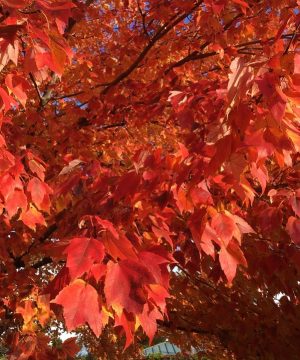 Red Sunset® Red Maple (Acer rubrum 'Franksred') - 3 gallon 48"