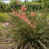 Red Yucca (Hesperaloe parviflora) - 1 gallon