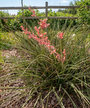 Red Yucca (Hesperaloe parviflora) - 1 gallon