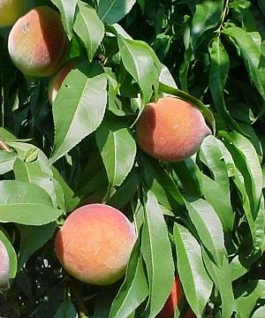Reliance Peach (Prunus persica 'Reliance') - 3 gallon 36" TREE