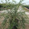 Renaissance Spiraea (Spiraea x vanhouttei 'Renaissance') - 1 gallon