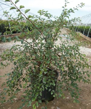 Renaissance Spiraea (Spiraea x vanhouttei 'Renaissance') - 1 gallon