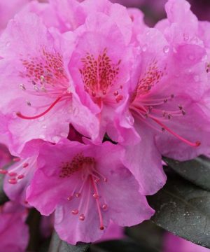 Rhododendron Black Hat® (Rhododendron x 'Black Hat') - 3 gallon 15"