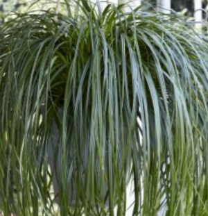 Ribbon Falls Sedge (Carex 'Carex Ribbon Falls') - QT