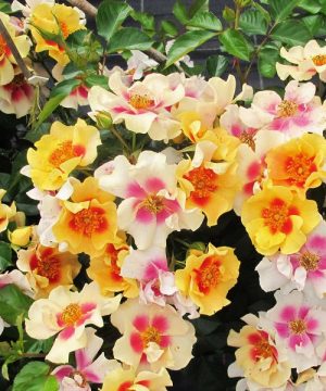 Ringo® Rose (Rosa 'Ringo') - QT