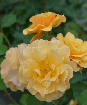 Rise Up Amberness™ Rose (Rosa rise 'Up Amberness') - QT