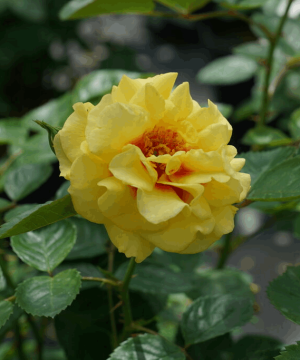 Rise Up™ Ringo Rose (Rosa rise 'Up Ringo') - QT
