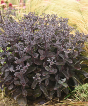 Rock 'N Grow® 'Back in Black' Stonecrop (Sedum back 'In Black') - QT