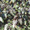 Royal Frost® Birch (Betula x 'Royal Frost') - 3 gallon 48"
