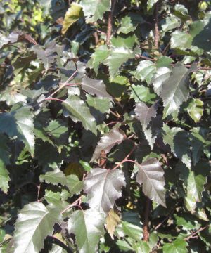 Royal Frost® Birch (Betula x 'Royal Frost') - 3 gallon 48"