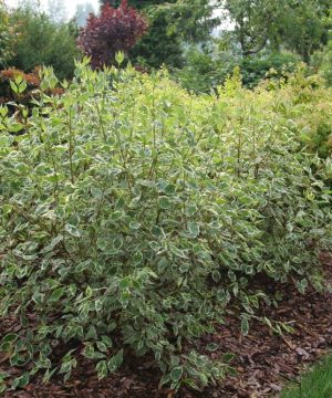 SGT. PEPPER® Tatarian dogwood (Cornus alba 'Verpaalen2' Sgt. Pepper) - 3 gallon