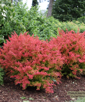 SUNJOY FAST NEO® Barberry (Berberis thunbergii 'NCBT4') - 3 gallon 12" PWDF