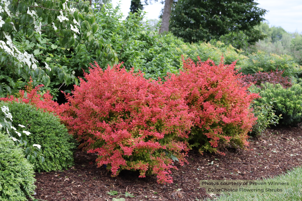 SUNJOY FAST NEO® Barberry (Berberis thunbergii 'NCBT4') - 3 gallon 12" PWDF