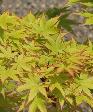 'Sango kaku' Coral Bark Japanese Maple (Acer palmatum 'Sango-kaku') - 2 gallon