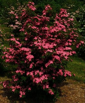 Scarlet Fire™ Chinese Dogwood (Cornus kousa 'Hanros') - 2 gallon 3-4' TREE