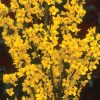 Show Off® Forsythia (Forsythia x intermedia 'Mindor') - QT