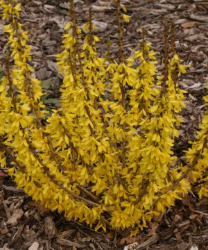 Show Off® Sugar Baby® Forsythia (Forsythia x intermedia 'Show Off Sugar Baby’) - QT