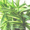 Silvery Sunproof Lily Turf (Liriope muscari 'Silvery Sunproof') - QT