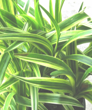 Silvery Sunproof Lily Turf (Liriope muscari 'Silvery Sunproof') - QT