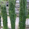 Sky Pencil Holly (Ilex crenata 'Sky Pencil') - 1 gallon