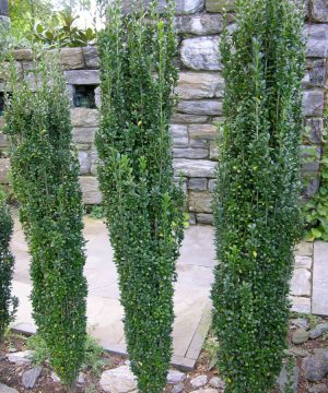 Sky Pencil Holly (Ilex crenata 'Sky Pencil') - 1 gallon