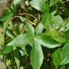 Slender Silhouette Columnar Sweetgum (Liquidambar styraciflua 'Slender Silhouette') - 3 gallon TREE