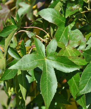 Slender Silhouette Columnar Sweetgum (Liquidambar styraciflua 'Slender Silhouette') - 3 gallon TREE