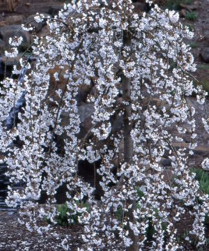 Snow Fountains® Weeping Cherry (Prunus x 'Snofozam') - 3 gallon 36" TREE