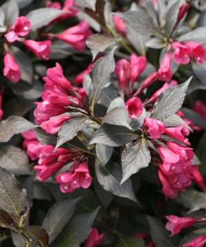 Spilled Wine® Weigela (Weigela spilled 'Bokraspiwi') - 1 gallon