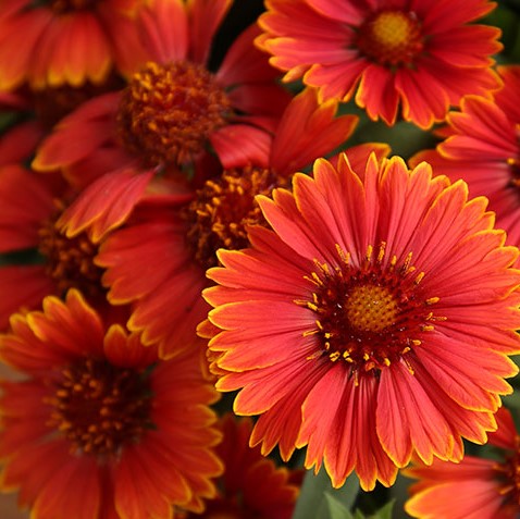 Spintop Yellow Touch Blanket Flower (Gaillardia spintop 'Yellow Touch') - QT