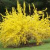 Spring Glory Forsythia (Forsythia x intermedia 'Spring Glory') - QT