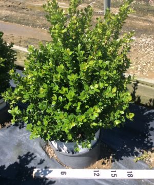 Sprinter® Boxwood (Buxus microphylla 'Sprinter') - QT