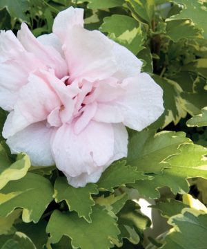 Sugar Tip® Rose of Sharon (Hibiscus syriacus 'America Irene Scott') - 1 gallon