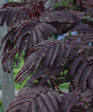 Summer Chocolate Mimosa Tree (ALBIZIA JULIBRISSIN SUMMER CHOCOLATE) - 5 gallon