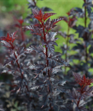 Summer Wine® Black Ninebark (Physocarpus O 'Smr Wine Black') - 1 gallon